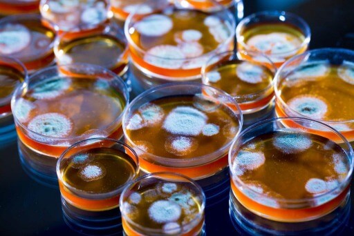Petri dishes