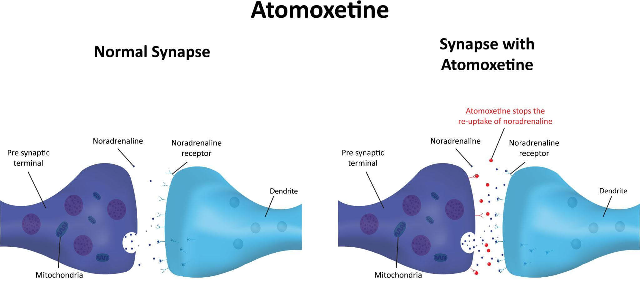 Atomexetine graphic
