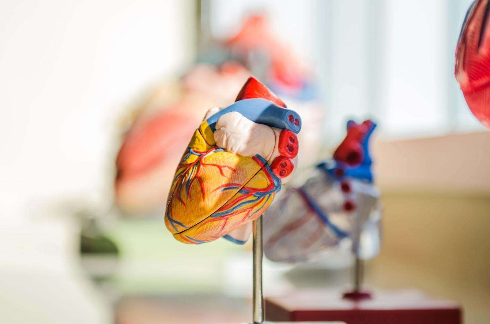 heart prop in a doctor's office