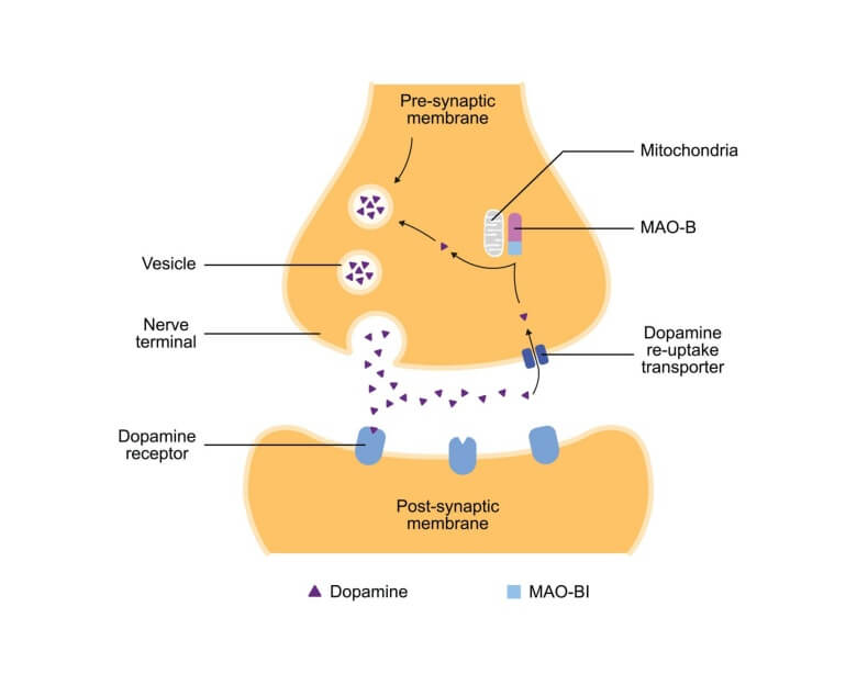 representation of neurotransmission